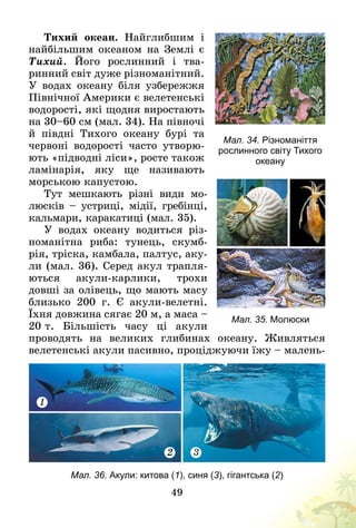 49
Тихий океан. Найглибшим і
найбільшим океаном на Землі є
Тихий. Його рослинний і тва-
ринний світ дуже різноманітний.
У водах океану біля узбережжя
Північної Америки є велетенські
водорості, які щодня виростають
на 30–60 см (мал. 34). На півночі
й півдні Тихого океану бурі та
червоні водорості часто утворю-
ють «підводні ліси», росте також
ламінарія, яку ще називають
морською капустою.
Тут мешкають різні види мо­­
люсків – устриці, мідії, гребінці,
кальмари, каракатиці (мал. 35).
У водах океану водиться різ-
номанітна риба: тунець, скумб-
рія, тріска, камбала, палтус, аку-
ли (мал. 36). Серед акул трапля-
ються акули-карлики, трохи
довші за олівець, що мають масу
близько 200 г. Є акули-велетні.
Їхня довжина сягає 20 м, а маса –
20 т. Більшість часу ці акули
проводять на великих глибинах океану. Живляться
велетенські акули пасивно, проціджуючи їжу – малень-
1
32
Мал. 36. Акули: китова (1), синя (3), гігантська (2)
Мал. 35. Молюски
Мал. 34. Різноманіття
рослинного світу Тихого
океану
 