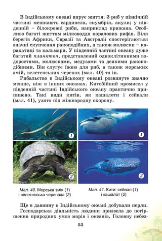 53
В Індійському океані вирує життя. З риб у північній
частині мешкають сардинела, скумбрія, акули; у пів-
денній  – білокровні риби, наприклад крижана. Особ­
ливо багаті життям мілководдя коралових рифів. Біля
берегів Африки, Євразії та Австралії спостерігаються
значні скупчення ракоподібних, а також молюски – ка-
ракатиці та кальмари. У південній частині океану дуже
багатий планктон, представлений одноклітинними во-
доростями, молюсками, медузами та деякими ракопо-
дібними. Він слугує їжею для риб, а також морських
змій, велетенських черепах (мал. 40) та ін.
Рибальство в Індійському океані розвинуте значно
менше, ніж в інших океанах. Китобійний промисел у
південній частині Індійського океану практично при-
пинено. Такі види китів, як кашалоти і сейвали
(мал. 41), узято під міжнародну охорону.
Мал. 40. Морська змія (1)
і велетенська черепаха (2)
1
2
Мал. 41. Кити: сейвал (1)
і кашалот (2)
1
2
Ще в давнину в Індійському океані добували перли.
Господарська діяльність людини призвела до погір-
шення природних умов морів і океанів. Головну небез-
 
