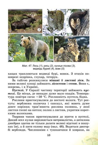 59
1
3
5
2
4
Мал. 47. Лось (1), рись (2), куниця лісова (3),
ведмідь бурий (4), вовк (5)
хащах трапляються ведмеді бурі, вовки. З  птахів по-
ширені кедрівка, глухар, тетерук.
За тайгою розкинулися мішані й листяні ліси. За
ними великі площі займають лісостепи і степи. Вони є,
зокрема, і в Україні.
Пустелі. У Євразії частину території займають пус-
телі. Це місця, де випадає дуже мало опадів. Темпера-
тура повітря сягає + 50 °С. Рослинність пустель бідна.
Рослини пристосувалися до нестачі вологи. Тут рос-
туть: верблюжа колючка і саксаул, які мають дуже
довге коріння; трав’яниста рослина солянка, у якої
листки схожі на нитки; полин з листям, укритим корот-
кими волосками.
Тварини також пристосувалися до життя в пустелі.
Дикий осел кулан вирізняється витривалістю, а антилопа
джейран здатна не тільки долати великі відстані в пошу-
ках їжі, а й пити солону воду (мал. 48). Водяться двогор-
бі верблюди. Численними є тушканчики й ховрахи, на
 