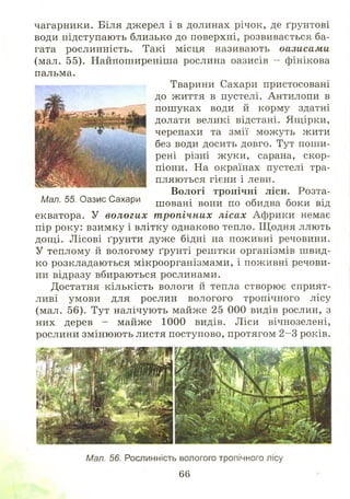 чагарники. Біля джерел і в долинах річок, де ґрунтові
води підступають близько до поверхні, розвивається ба­
гата рослинність. Такі місця називають оазисами
(мал. 55). Найпош иреніш а рослина оазисів - фінікова
пальма.
Тварини Сахари пристосовані
до життя в пустелі. Антилопи в
пош уках води й корму здатні
долати великі відстані. Ящірки,
черепахи та змії можуть жити
без води досить довго. Тут пош и­
рені різні ж уки, сарана, скор­
піони. На окраїнах пустелі тра­
пляються гієни і леви.
Вологі тропічні ліси. Розта­
ш овані вони по обидва боки від
екватора. У вологих т ропічних лісах Африки немає
пір року: взимку і влітку однаково тепло. Щ одня ллють
дощ і. Л ісові ґрунти дуже бідні на поживні речовини.
У теплому й вологому ґрунті реш тки організмів ш вид­
ко розкладаються мікроорганізмами, і поживні речови­
ни відразу вбираються рослинами.
Достатня кількість вологи й тепла створю є сприят­
ливі умови для рослин вологого тропічного лісу
(мал. 56). Тут налічують майже 25 000 видів рослин, з
них дерев - майже 1000 видів. Ліси вічнозелені,
рослини зміню ють листя поступово, протягом 2 -3 років.
Мал. 56. Рослинність вологого тропічного лісу
66
Мал. 55. Оазис Сахари
 