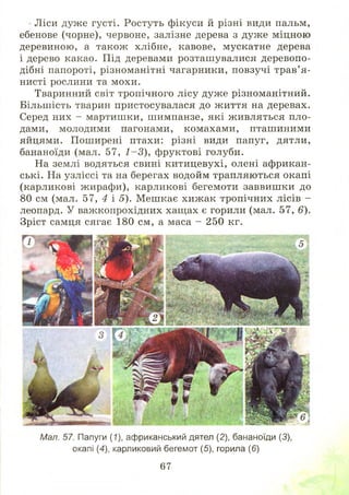Ліси дуже густі. Ростуть фікуси й різні види пальм,
ебенове (чорне), червоне, залізне дерева з дуже міцною
деревиною, а також хлібне, кавове, мускатне дерева
і дерево какао. Під деревами розташ увалися деревопо­
дібні папороті, різноманітні чагарники, повзучі трав’я­
нисті рослини та мохи.
Тваринний світ тропічного лісу дуже різноманітний.
Більш ість тварин пристосувалася до ж иття на деревах.
Серед них - мартиш ки, шимпанзе, які ж ивляться пло­
дами, молодими пагонами, комахами, пташиними
яйцями. Поширені птахи: різні види папуг, дятли,
бананоїди (мал. 57, 1 -3 ), фруктові голуби.
На землі водяться свині китицевухі, олені африкан­
ські. На узліссі та на берегах водойм трапляються окапі
(карликові жирафи), карликові бегемоти заввиш ки до
80 см (мал. 57, 4 і 5). М ешкає хиж ак тропічних лісів -
леопард. У важкопрохідних хащ ах є горили (мал. 57, 6).
Зріст самця сягає 180 см, а маса - 250 кг.
Мал. 57. Папуги (7), африканський дятел (2), бананоїди (3),
окапі (4), карликовий бегемот (5), горила (6)
67
 