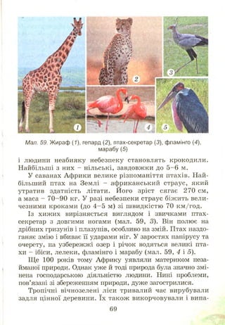І
Мал. 59. Жираф (1), гепард (2), птах-секретар (3), фламінго (4),
марабу (5)
і людини неабияку небезпеку становлять крокодили.
Найбільші з них - нільські, завдовжки до 5 -6 м.
У саванах Африки велике різноманіття птахів. Най­
більший птах на Землі - африканський страус, який
утратив здатність літати. Його зріст сягає 270 см,
а маса - 7 0 -9 0 кг. У разі небезпеки страус біж ить вели­
чезними кроками (до 4 -5 м) зі ш видкістю 70 км /год.
Із хиж их вирізняється виглядом і звичками птах-
секретар з довгими ногами (мал. 59, 3). Він полює на
дрібних гризунів і плазунів, особливо на змій. Птах наздо­
ганяє змію і вбиває її ударами ніг. У заростях папірусу та
очерету, на узбережжі озер і річок водяться великі пта­
хи - ібіси, лелеки, фламінго і марабу (мал. 59, 4 і 5).
Ще 100 років тому Африку уявляли материком неза­
йманої природи. Однак уже й тоді природа була значно змі­
нена господарською діяльністю людини. Нині проблеми,
пов’язані зі збереженням природи, дуже загострилися.
Тропічні вічнозелені ліси тривалий час вирубували
задля цінної деревини. їх також викорчовували і випа-
69
 