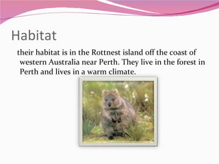 Habitat  their habitat is in the Rottnest island off the coast of western Australia near Perth. They live in the forest in Perth and lives in a warm climate.  
