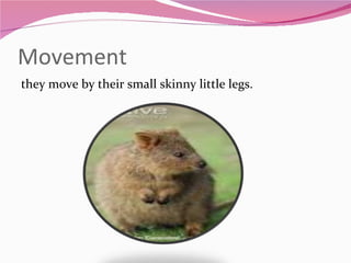 Movement  they move by their small skinny little legs. 