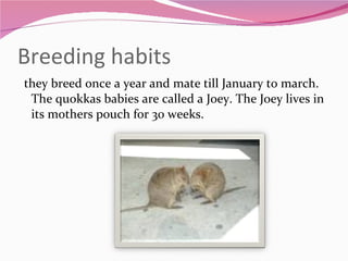Breeding habits they breed once a year and mate till January to march. The quokkas babies are called a Joey. The Joey lives in its mothers pouch for 30 weeks. 