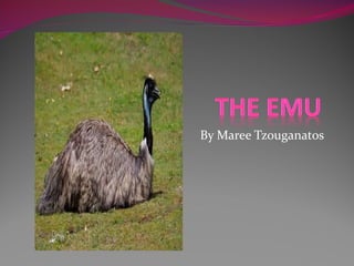 By Maree Tzouganatos 