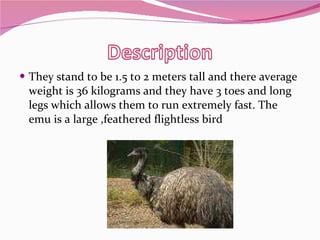 They stand to be 1.5 to 2 meters tall and there average weight is 36 kilograms and they have 3 toes and long legs which allows them to run extremely fast. The emu is a large ,feathered flightless bird 