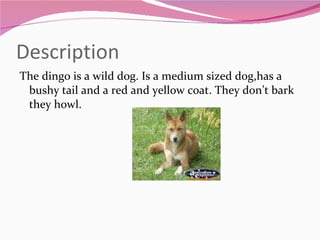 Description The dingo is a wild dog. Is a medium sized dog,has a bushy tail and a red and yellow coat. They don’t bark they howl. 