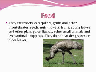 They eat insects, caterpillars, grubs and other invertebrates; seeds, nuts, flowers, fruits, young leaves and other plant parts; lizards, other small animals and even animal droppings. They do not eat dry grasses or older leaves, 