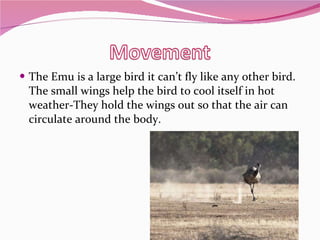 The Emu is a large bird it can’t fly like any other bird. The small wings help the bird to cool itself in hot weather-They hold the wings out so that the air can circulate around the body.  