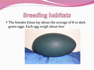 The females Emus lay about the average of 8-10 dark green eggs. Each egg weigh about 600  