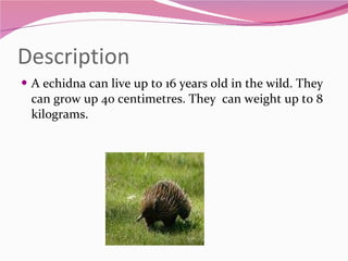 Description A echidna can live up to 16 years old in the wild. They can grow up 40 centimetres. They  can weight up to 8 kilograms.  