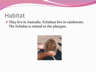 Habitat They live in Australia. Echidnas live in rainforests. The Echidna is related to the platypus.  