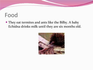 Food  They eat termites and ants like the Bilby. A baby Echidna drinks milk until they are six months old. 