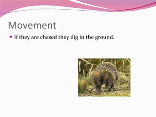 Movement If they are chased they dig in the ground.  