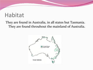 Habitat They are found in Australia, in all states but Tasmania. They are found throuhout the mainland of Australia.  