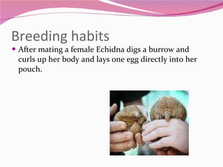 Breeding habits After mating a female Echidna digs a burrow and  curls up her body and lays one egg directly into her pouch.  