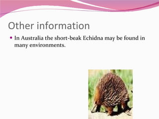 Other information  In Australia the short-beak Echidna may be found in many environments.  