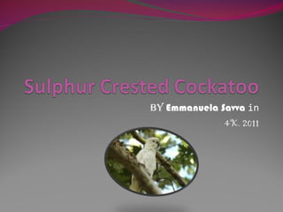 By   Emmanuela Savva  in 4K. 2011 