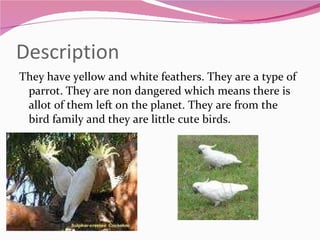 Description They have yellow and white feathers. They are a type of parrot. They are non dangered which means there is allot of them left on the planet. They are from the bird family and they are little cute birds. 