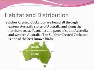 Habitat and Distribution Sulphur Crested Cockatoos are found all through eastern Australia states of Australia and along the northern coast, Tasmania and parts of south Australia and western Australia. The Sulphur Crested Cockatoo is one of the best known birds. 