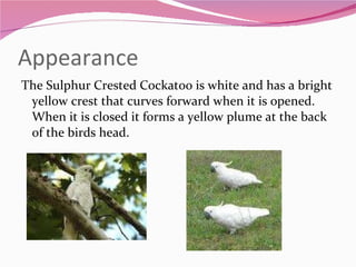 Appearance The Sulphur Crested Cockatoo is white and has a bright yellow crest that curves forward when it is opened. When it is closed it forms a yellow plume at the back of the birds head. 