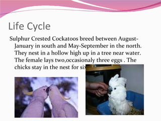 Life Cycle Sulphur Crested Cockatoos breed between August-January in south and May-September in the north. They nest in a hollow high up in a tree near water. The female lays two,occasionaly three eggs . The chicks stay in the nest for six,6 weeks. 