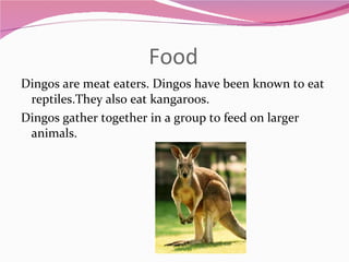 Food Dingos are meat eaters. Dingos have been known to eat reptiles.They also eat kangaroos. Dingos gather together in a group to feed on larger animals. 