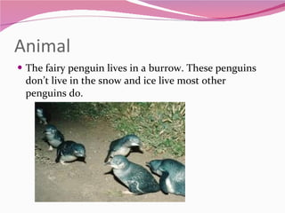 Animal The fairy penguin lives in a burrow. These penguins don’t live in the snow and ice live most other penguins do. 