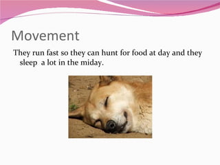 Movement They run fast so they can hunt for food at day and they sleep  a lot in the miday. 