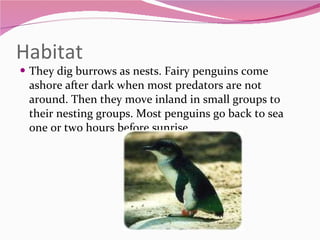 Habitat They dig burrows as nests. Fairy penguins come ashore after dark when most predators are not around. Then they move inland in small groups to their nesting groups. Most penguins go back to sea one or two hours before sunrise 