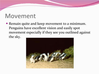 Movement Remain quite and keep movement to a minimum. Penguins have excellent vision and easily spot movement especially if they see you outlined against the sky. 