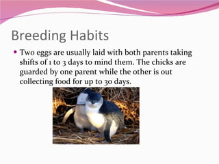 Breeding Habits Two eggs are usually laid with both parents taking shifts of 1 to 3 days to mind them. The chicks are guarded by one parent while the other is out collecting food for up to 30 days. 