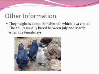 Other Information They height is about 16 inches tall which is 41 cm tall. The adults usually breed between July and March when the female lays  