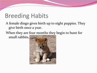 Breeding Habits A female dingo gives birth up to eight puppies. They give birth once a year. When they are four months they begin to hunt for small rabbits. 
