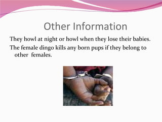Other Information  They howl at night or howl when they lose their babies. The female dingo kills any born pups if they belong to other  females. 