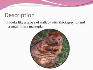 Description it looks like a type a of wallaby with thick grey fur and a small. It is a marsupial. 