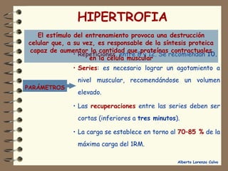 El estímulo del entrenamiento provoca una destrucción 
celular que, a su vez, es responsable de la síntesis proteica 
capaz de aumentar la cantidad que proteínas contractuales 
Alberto Lorenzo Calvo 
HIPERTROFIA 
• Repeticiones, entre 8 y 12. Se recomiendan 10. 
• Series: es necesario lograr un agotamiento a 
nivel muscular, recomendándose un volumen 
elevado. 
• Las recuperaciones entre las series deben ser 
cortas (inferiores a tres minutos). 
• La carga se establece en torno al 70–85 % de la 
máxima carga del 1RM. 
PARÁMETROS 
en la célula muscular 
 