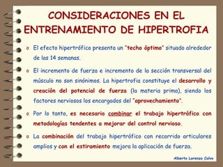 CONSIDERACIONES EN EL 
ENTRENAMIENTO DE HIPERTROFIA 
o El efecto hipertrófico presenta un “techo óptimo” situado alrededor 
de las 14 semanas. 
o El incremento de fuerza e incremento de la sección transversal del 
músculo no son sinónimos. La hipertrofia constituye el desarrollo y 
creación del potencial de fuerza (la materia prima), siendo los 
factores nerviosos los encargados del “aprovechamiento”. 
o Por lo tanto, es necesario combinar el trabajo hipertrófico con 
metodologías tendentes a mejorar del control nervioso. 
o La combinación del trabajo hipertrófico con recorrido articulares 
amplios y con el estiramiento mejora la aplicación de fuerza. 
Alberto Lorenzo Calvo 
 