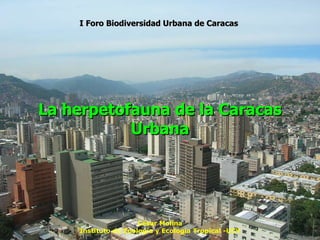 La herpetofauna de la Caracas Urbana César Molina Instituto de Zoología y Ecología Tropical -UCV I Foro Biodiversidad Urbana de Caracas   
