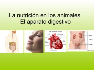 La nutrición en los animales. El aparato digestivo 