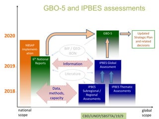 Updated
Strategic Plan
and related
decisions
GBO-5
IPBES Global
Assessment
NBSAP
implement-
ation
national
scope
global
scope
2018-
2019-
2020
BIP / GEO-
BON
Literature
Data,
methods,
capacity
6th National
Reports
IPBES Thematic
Assessments
IPBES
Subregional /
Regional
Assessments
Information
CBD/UNEP/SBSTTA/19/9
GBO-5 and IPBES assessments
 