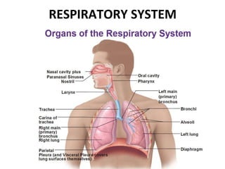 RESPIRATORY SYSTEM
 