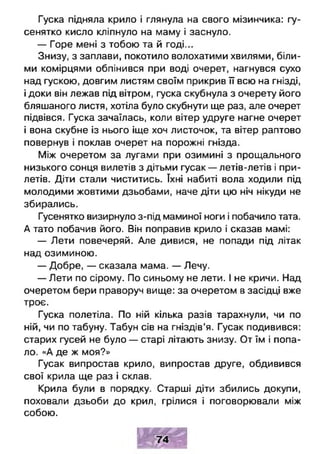 Гуска підняла крило і глянула на свого мізинчика: гу­
сенятко кисло кліпнуло на маму і заснуло.
— Горе мені з тобою та й годі...
Знизу, з заплави, покотило волохатими хвилями, біли­
ми комірцями обпінився при воді очерет, нагнувся сухо
над гускою, довгим листям своїм прикрив її всю на гнізді,
і доки він лежав під вітром, гуска скубнула з очерету його
бляшаного листя, хотіла було скубнути ще раз, але очерет
підвівся. Гуска зачаїлась, коли вітер удруге нагне очерет
і вона скубне із нього іще хоч листочок, та вітер раптово
повернув і поклав очерет на порожні гнізда.
Між очеретом за лугами при озимині з прощального
низького сонця вилетів з дітьми гусак — летів-летів і при­
летів. Діти стали чиститись. їхні набиті вола ходили під
молодими жовтими дзьобами, наче діти цю ніч нікуди не
збирались.
Гусенятко визирнуло з-під маминої ноги і побачило тата.
А тато побачив його. Він поправив крило і сказав мамі:
— Лети повечеряй. Але дивися, не попади під літак
над озиминою.
— Добре, — сказала мама. — Лечу.
— Лети по сірому. По синьому не лети. І не кричи. Над
очеретом бери праворуч вище: за очеретом в засідці вже
троє.
Гуска полетіла. По ній кілька разів тарахнули, чи по
ній, чи по табуну. Табун сів на гніздів’я. Гусак подивився:
старих гусей не було — старі літають знизу. От їм і попа­
ло. «А де ж моя?»
Гусак випростав крило, випростав друге, обдивився
свої крила ще раз і склав.
Крила були в порядку. Старші діти збились докупи,
поховали дзьоби до крил, грілися і поговорювали між
собою.
В и ж
7 4
 