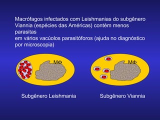 Macrófagos infectados com Leishmanias do subgênero
Viannia (espécies das Américas) contém menos
parasitas
em vários vacúolos parasitóforos (ajuda no diagnóstico
por microscopia)
MΦ

Subgênero Leishmania

MΦ

Subgênero Viannia

 