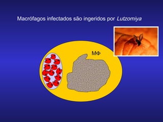 Macrófagos infectados são ingeridos por Lutzomiya

MΦ

 