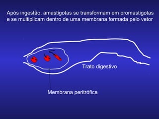 Após ingestão, amastigotas se transformam em promastigotas
e se multiplicam dentro de uma membrana formada pelo vetor

Trato digestivo

Membrana peritrófica

 