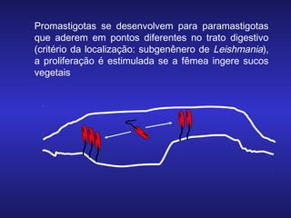 Promastigotas se desenvolvem para paramastigotas
que aderem em pontos diferentes no trato digestivo
(critério da localização: subgenênero de Leishmania),
a proliferação é estimulada se a fêmea ingere sucos
vegetais

 