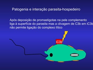 Patogenia e interação parasita-hospedeiro

Após deposição de promastigotas na pele complemento
liga à superfície do parasita mas a clivagem de C3b em iC3b
não permite ligação do complexo lítico

C3b
iC3b

 