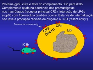 Proteína gp63 cliva o fator do complemento C3b para iC3b.
Complemento ajuda na aderência das promastigotas
nos macrófagos (receptor principal CR3). Interação de LPGs
e gp63 com fibronectina também ocorre. Esta via de internalização
não leva a produção radicais de oxigênio ou NO (“silent entry”)
Receptor de complemento

R3 c1)
C a
(M

iC3b

CR1
MΦ

 